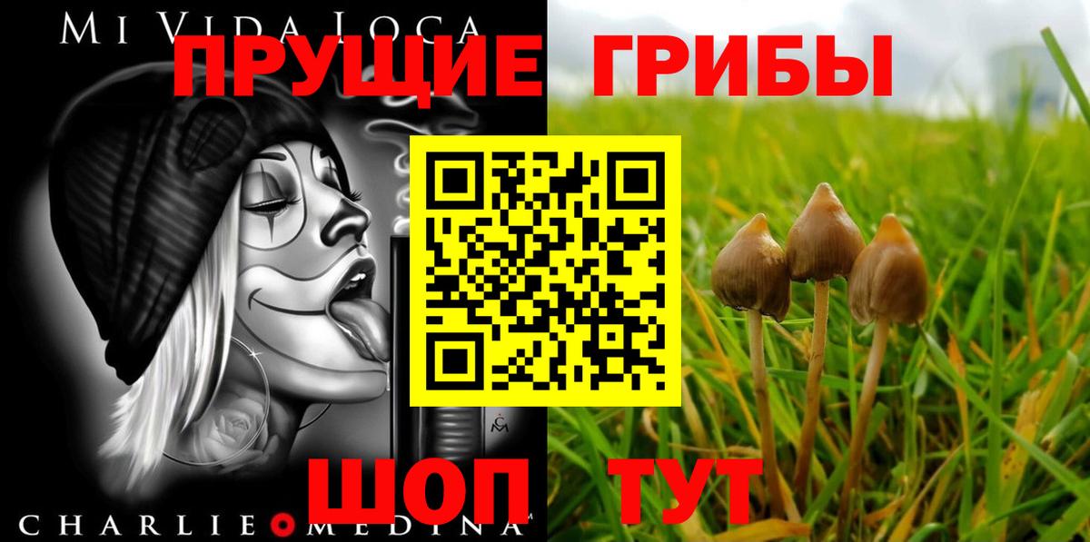 Псилоцибиновые грибы Psilocybe  Вход с VPN  купить  цена  Карталы 
